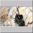 Pemphredon sp Grabwespe 11b 10mm beim Blattlauseintrag.jpg